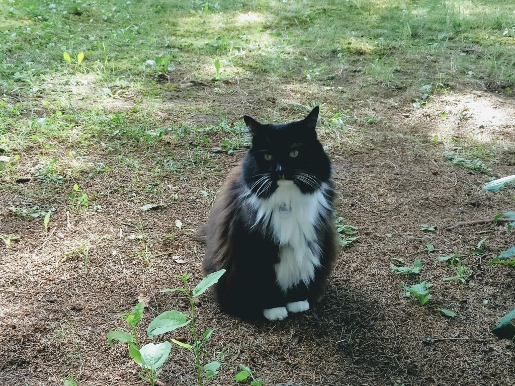 A Garden of Memories: Honouring my Beloved Cat through Native&nbsp;Plants