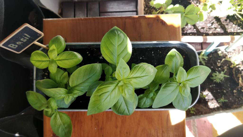 2025 Herb of the Year!