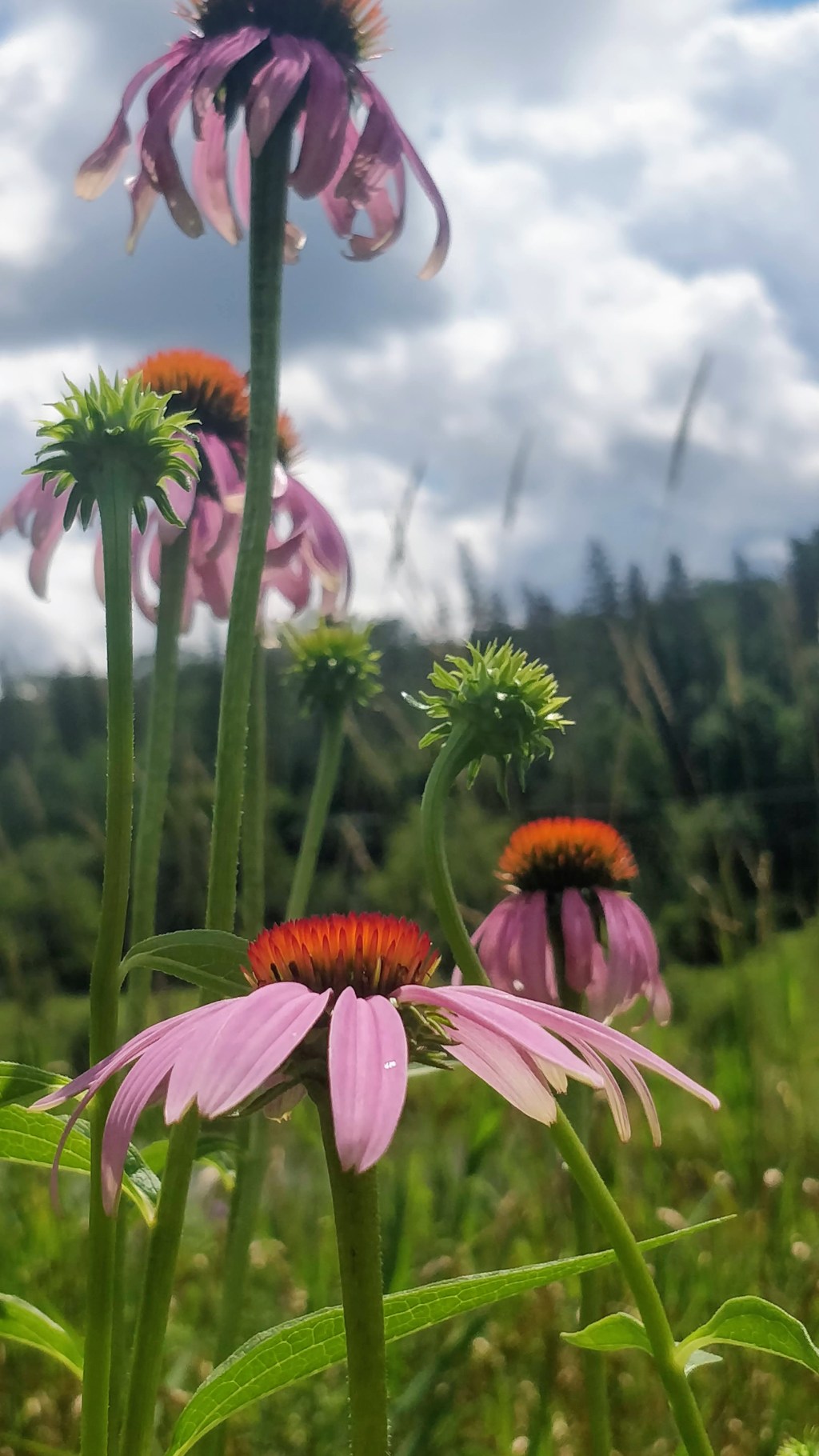 Planting the Cottage Garden on a&nbsp;Hill