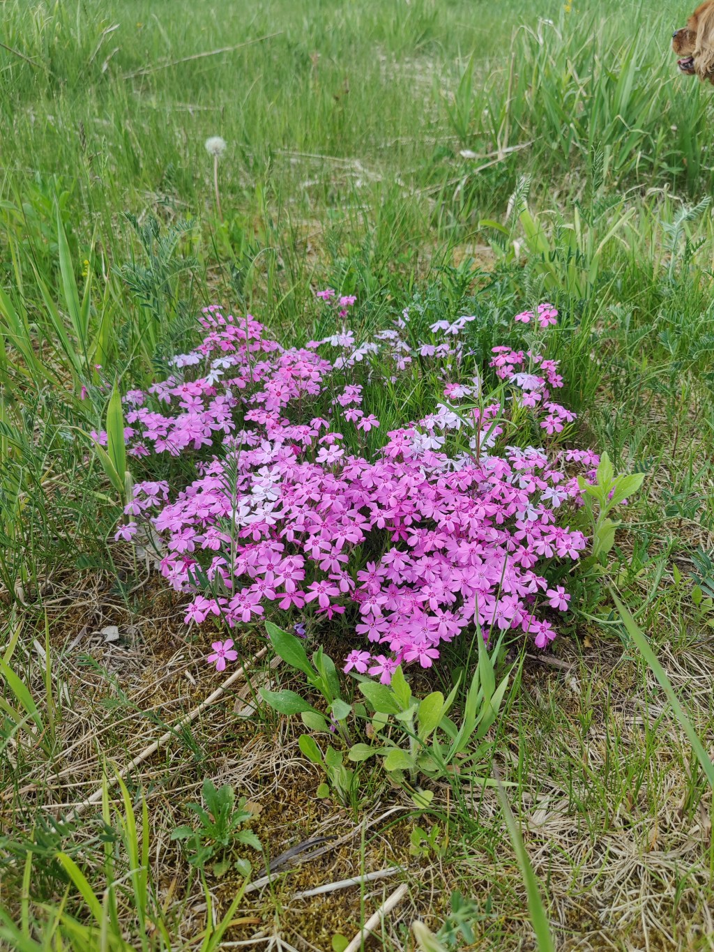 Annuals, Biennials, Perennials…oh my!