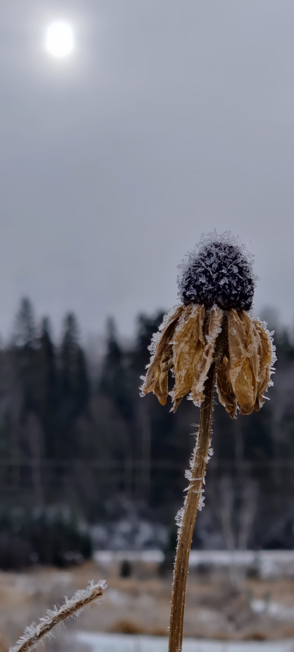 Planning Your Garden in Winter: A Guide for Zone 4&nbsp;Gardeners