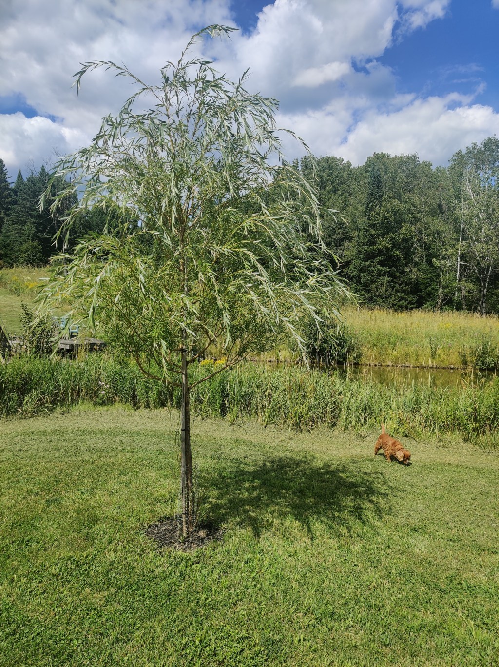 Goldie: The Golden Weeping Willow&nbsp;Tree