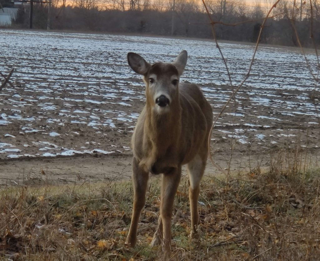 Wildlife Spotlight: Deer