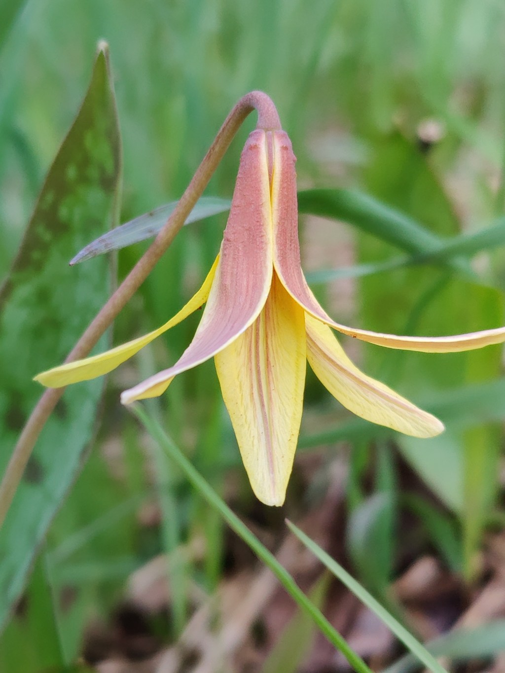 Wildflower Wednesday