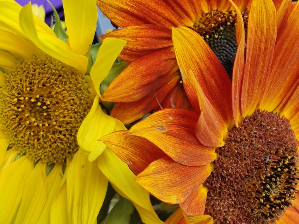 Featured Flower: Sunflowers