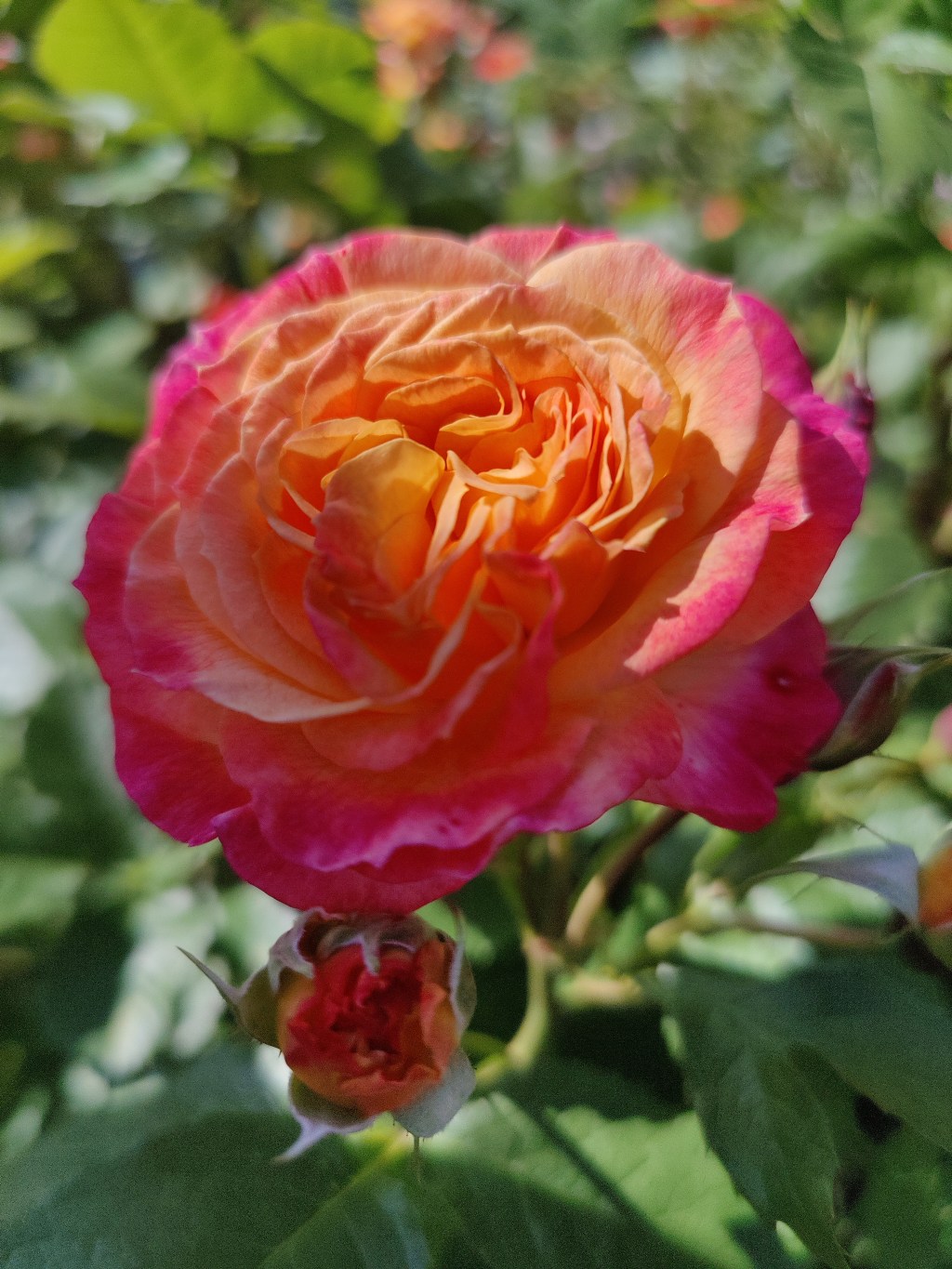 Featured Flower: Roses