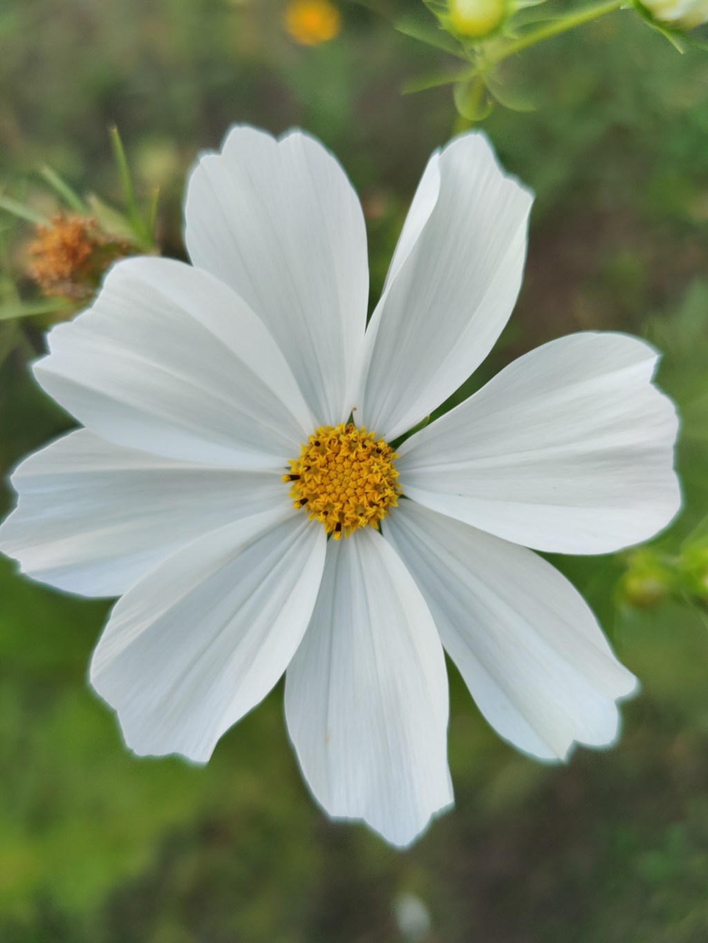 Featured Flower: Cosmos