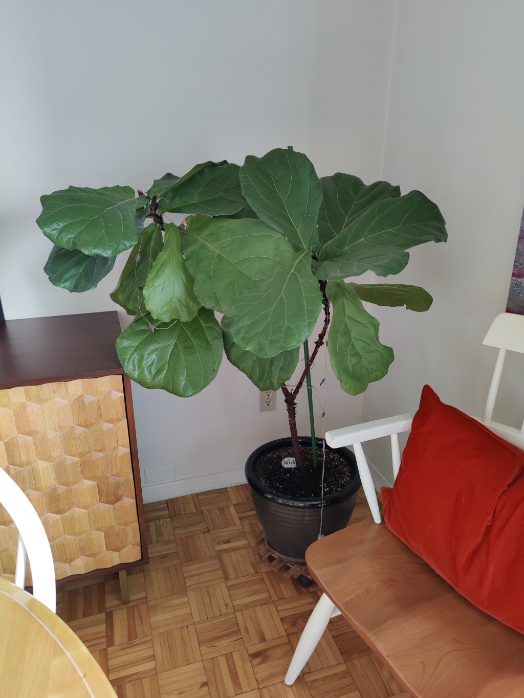 How to Propagate a Houseplant: A Guide to Soil&nbsp;Propagation