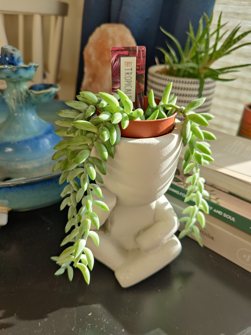 Succulent Propagation: An&nbsp;Experiment