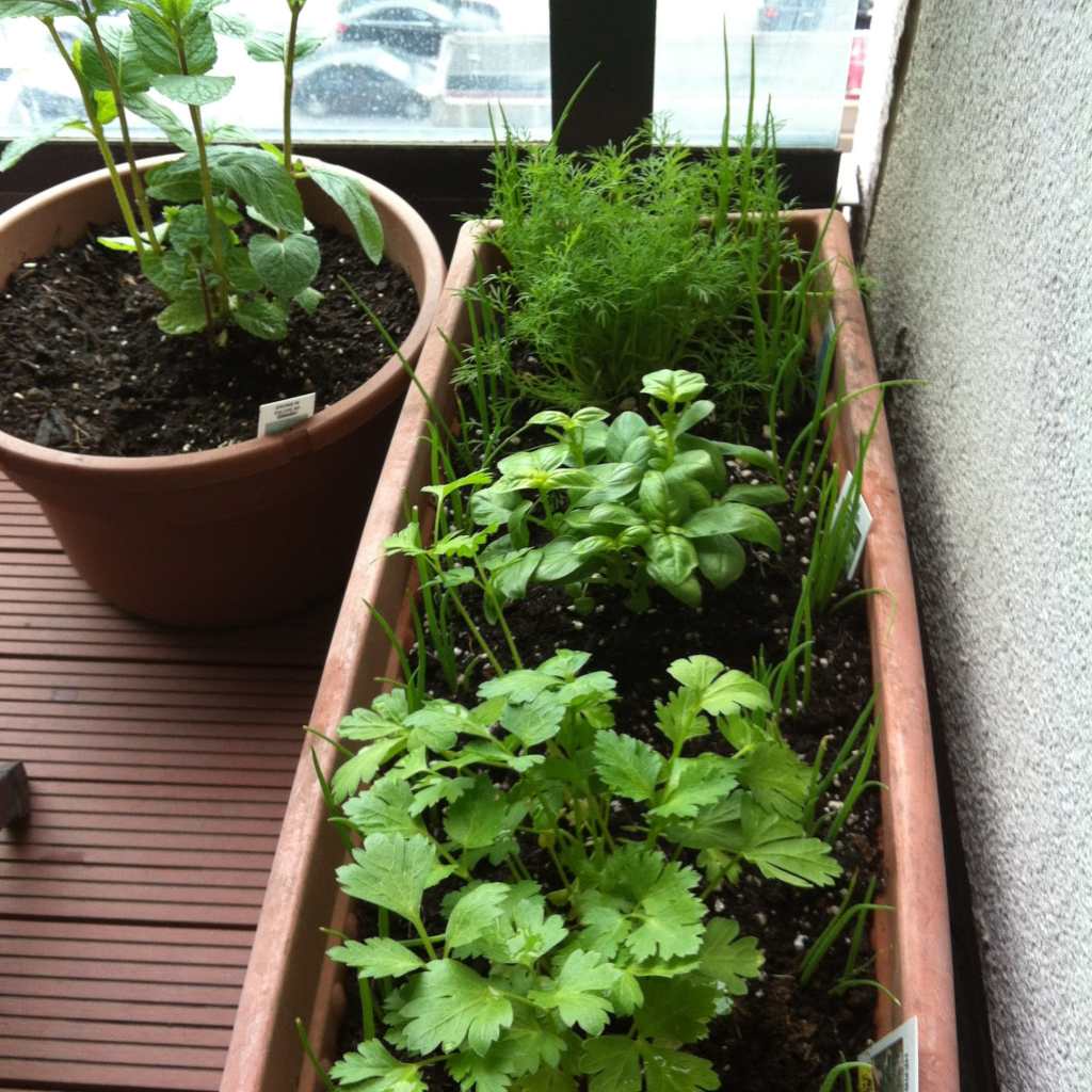 Catching the gardening&nbsp;bug