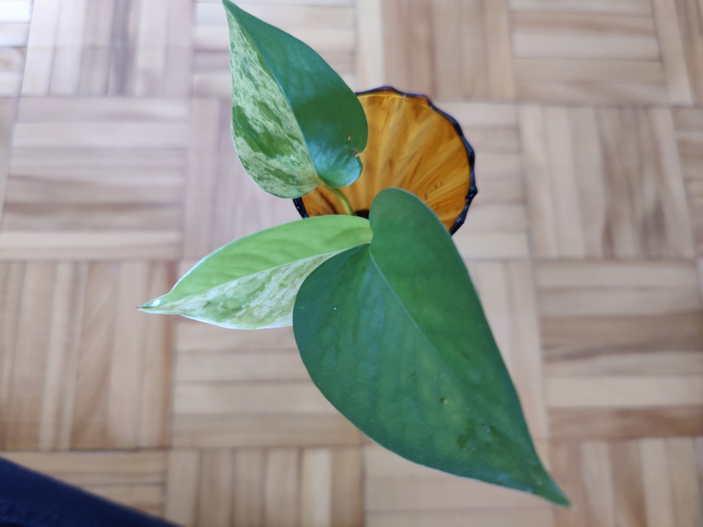 Progress on My Water Propagation&nbsp;Experiment