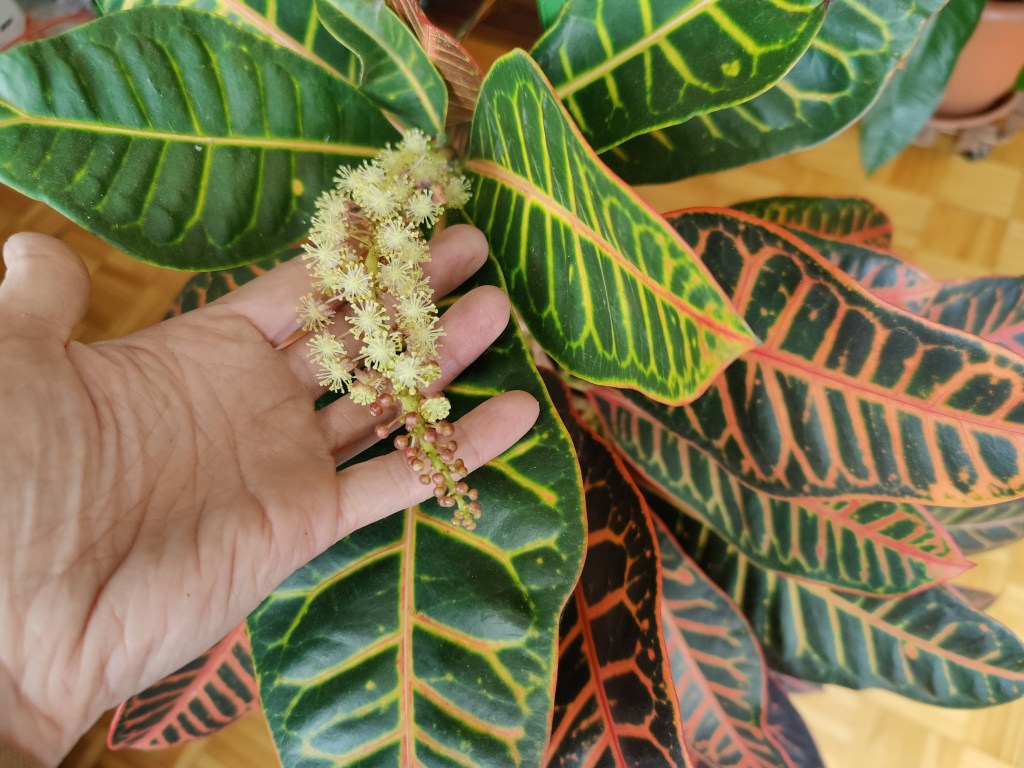 An Ode to my Flowering&nbsp;Croton