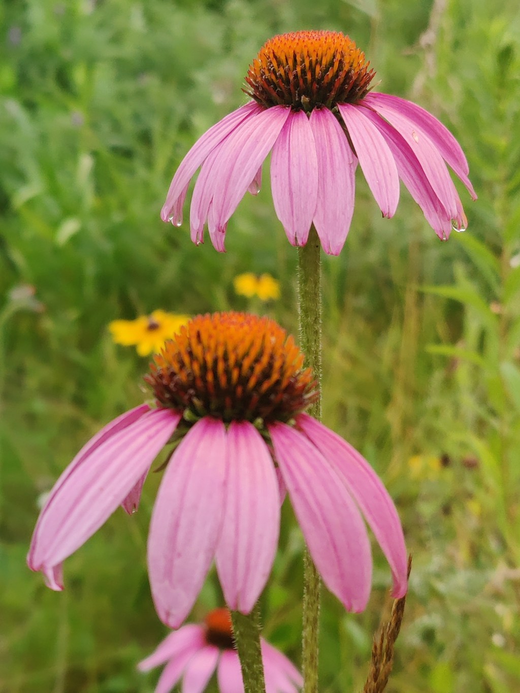 How to Cold Stratify&nbsp;Seeds