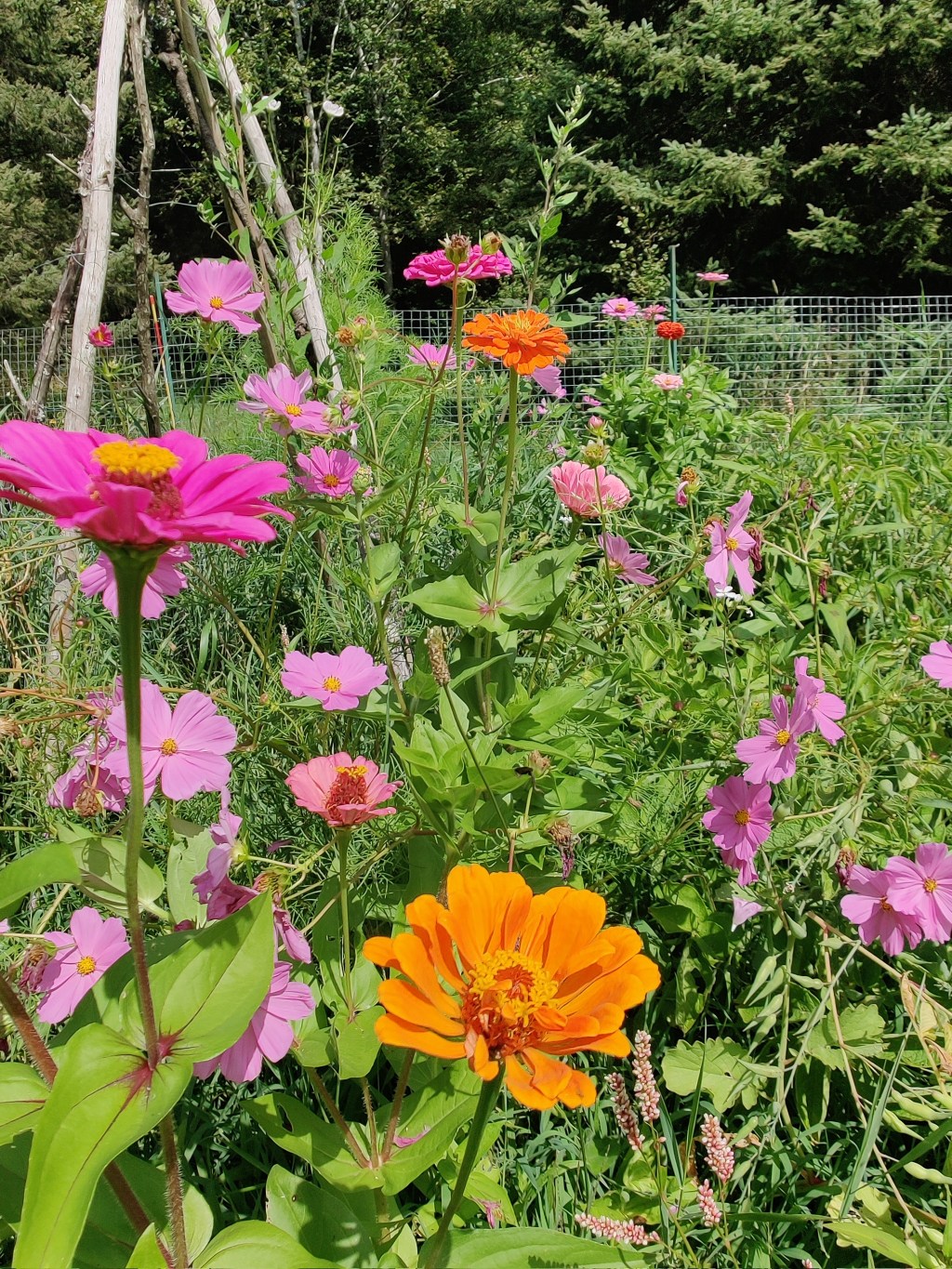 2025 Garden Reflections
