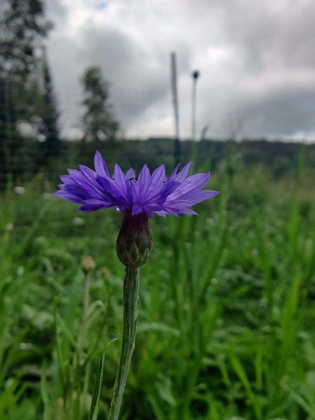Featured Flower: Cornflower
