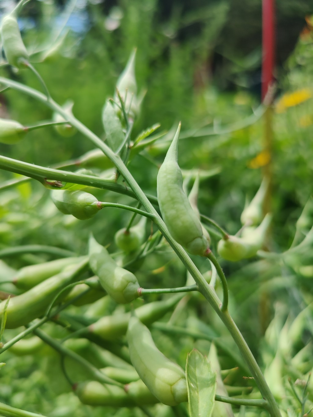 Turning Garden Chaos into Free Seeds: The great radish pod&nbsp;takeover
