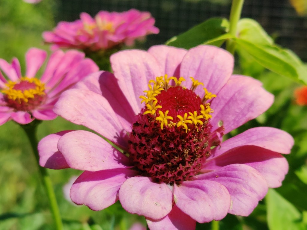 Featured Flower: Zinnias