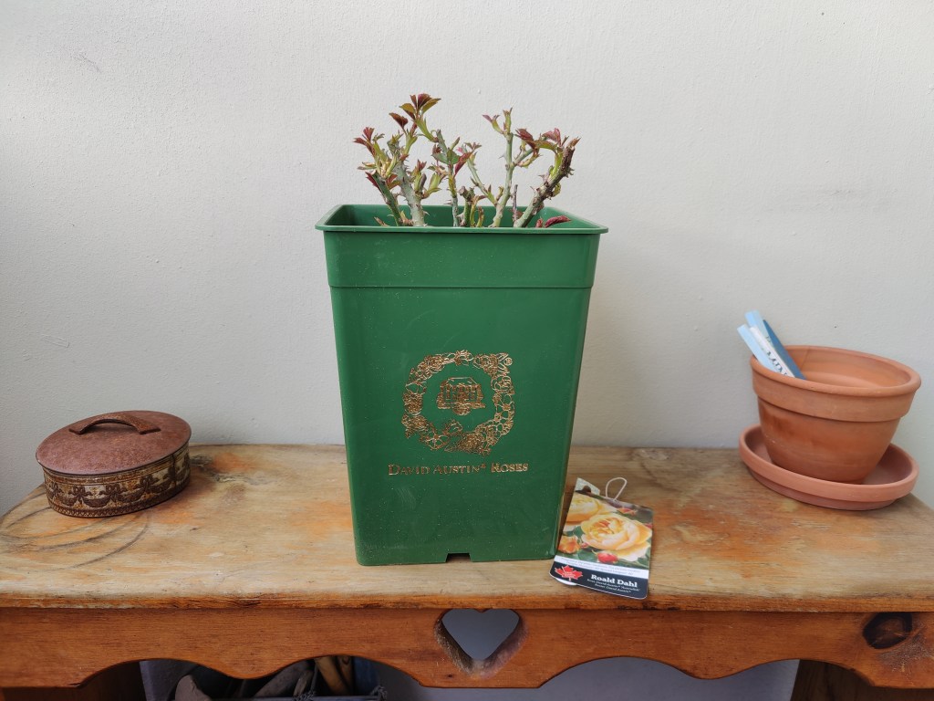 My first David Austin&nbsp;rose
