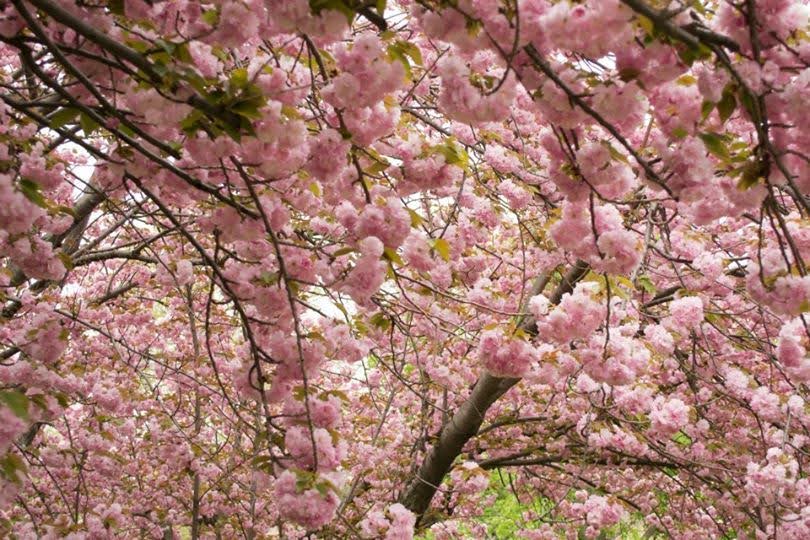 2014 cherry blossoms
Washington, D.C.