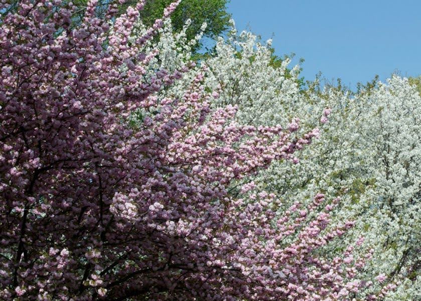 2014 cherry blossoms
Washington, D.C.