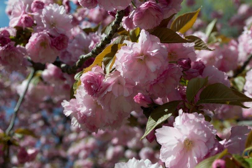 close up of 2014 cherry blossoms
Washington, D.C.