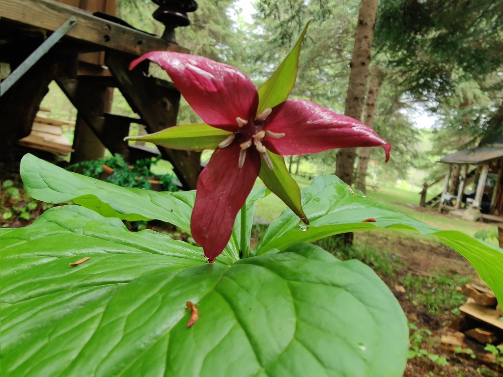 It’s time: Protecting my native plants from those pesky&nbsp;invasives