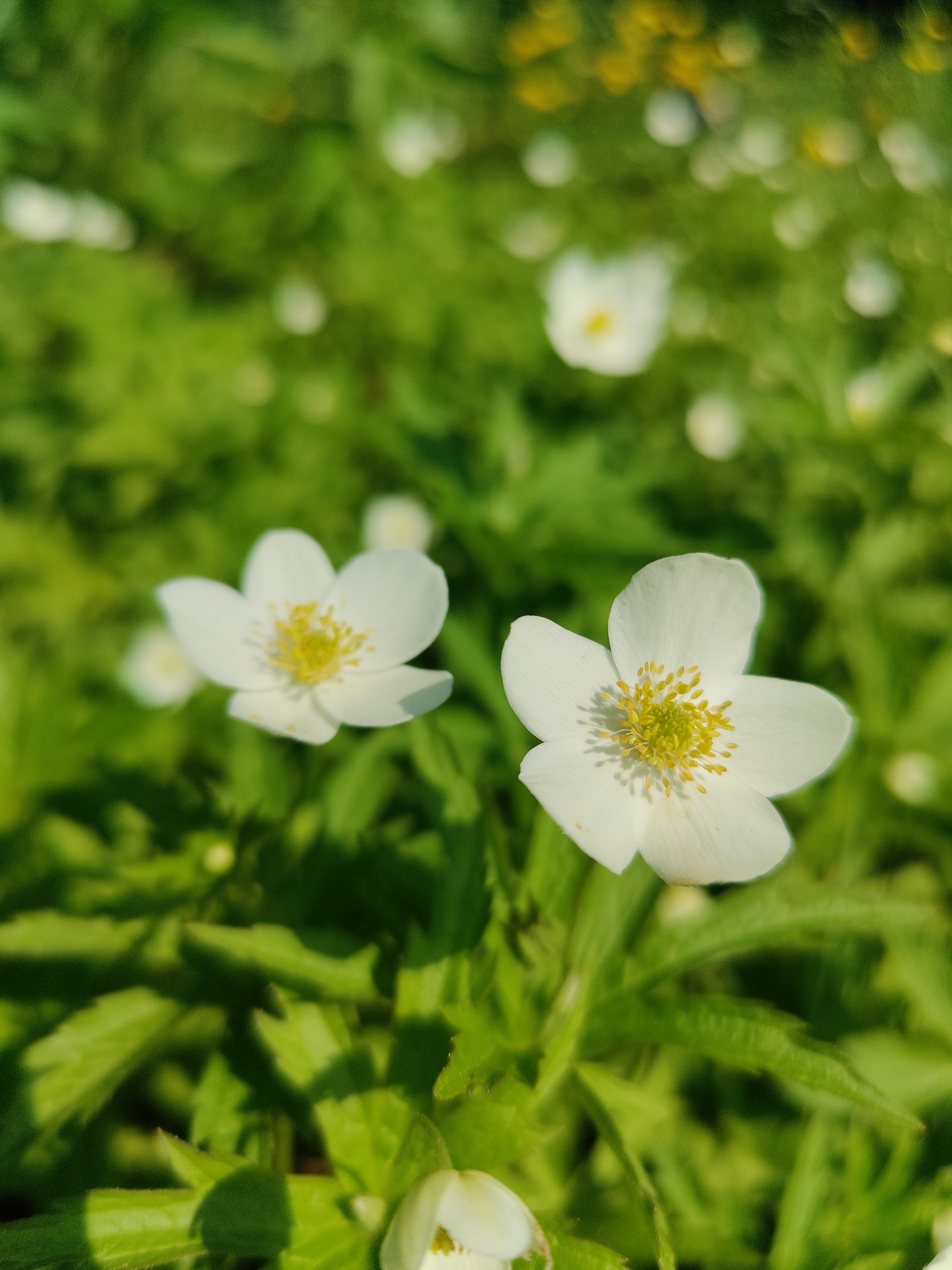 Canada Anemone
