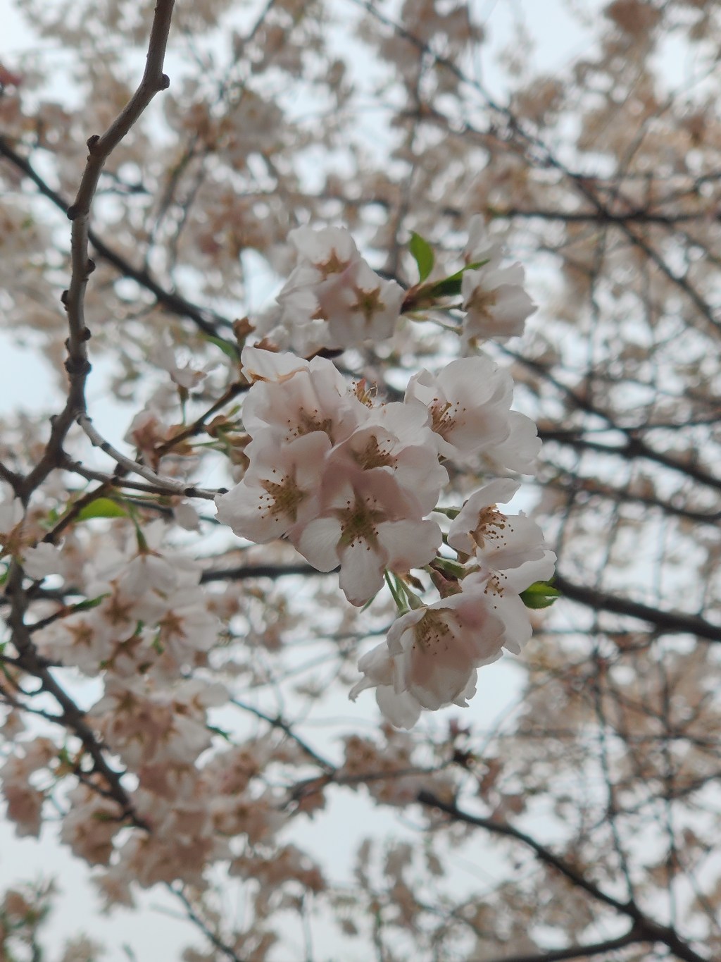 April showers bring May&nbsp;flowers