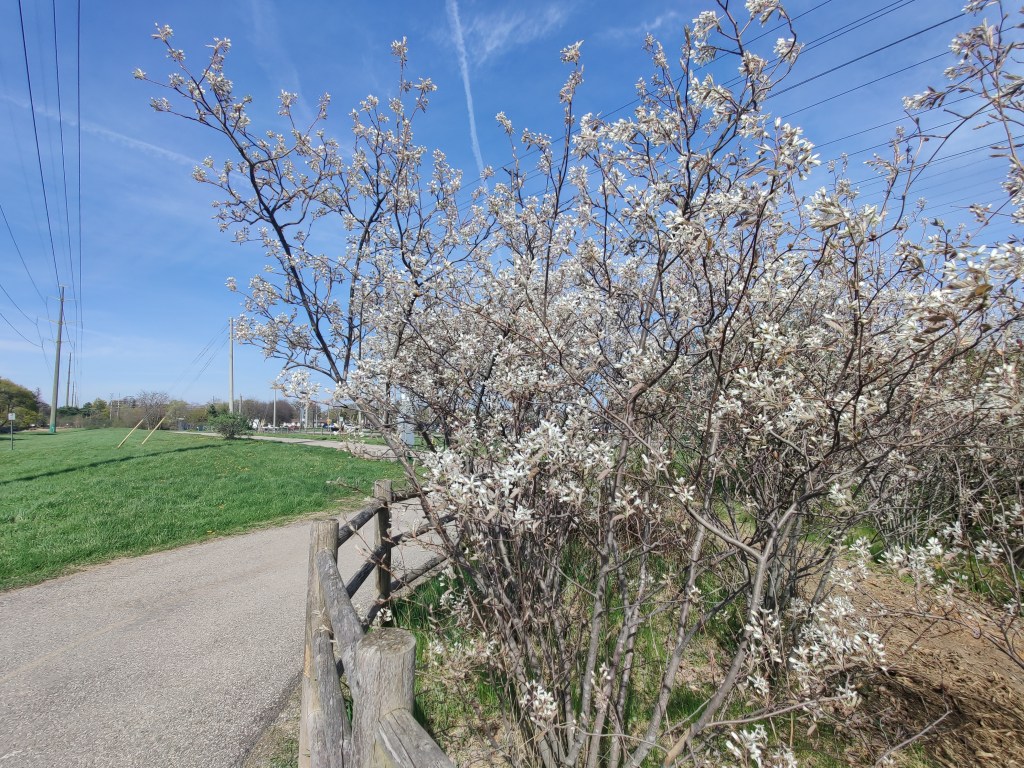 Why you need a serviceberry&nbsp;tree