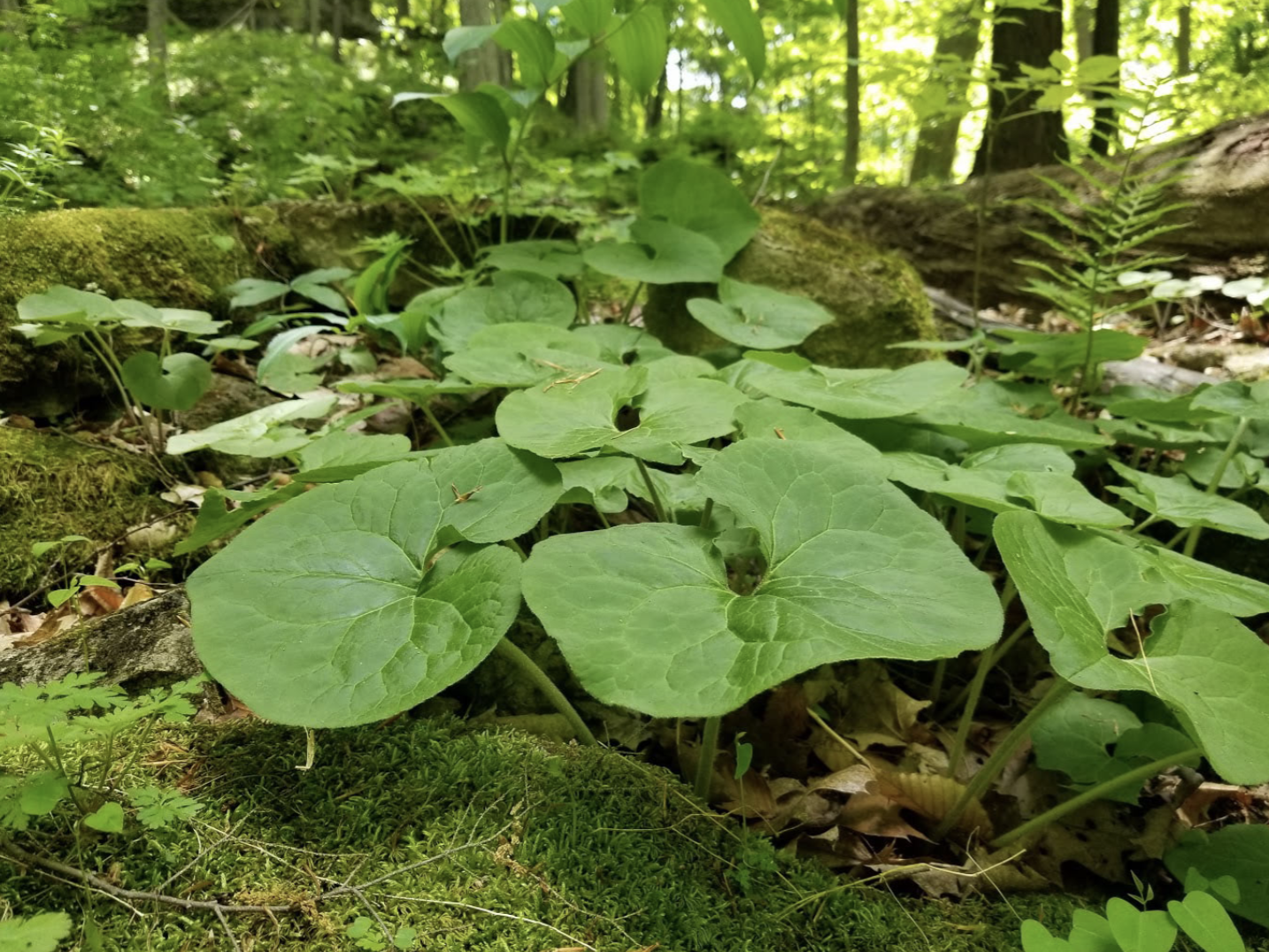 Wild Ginger
